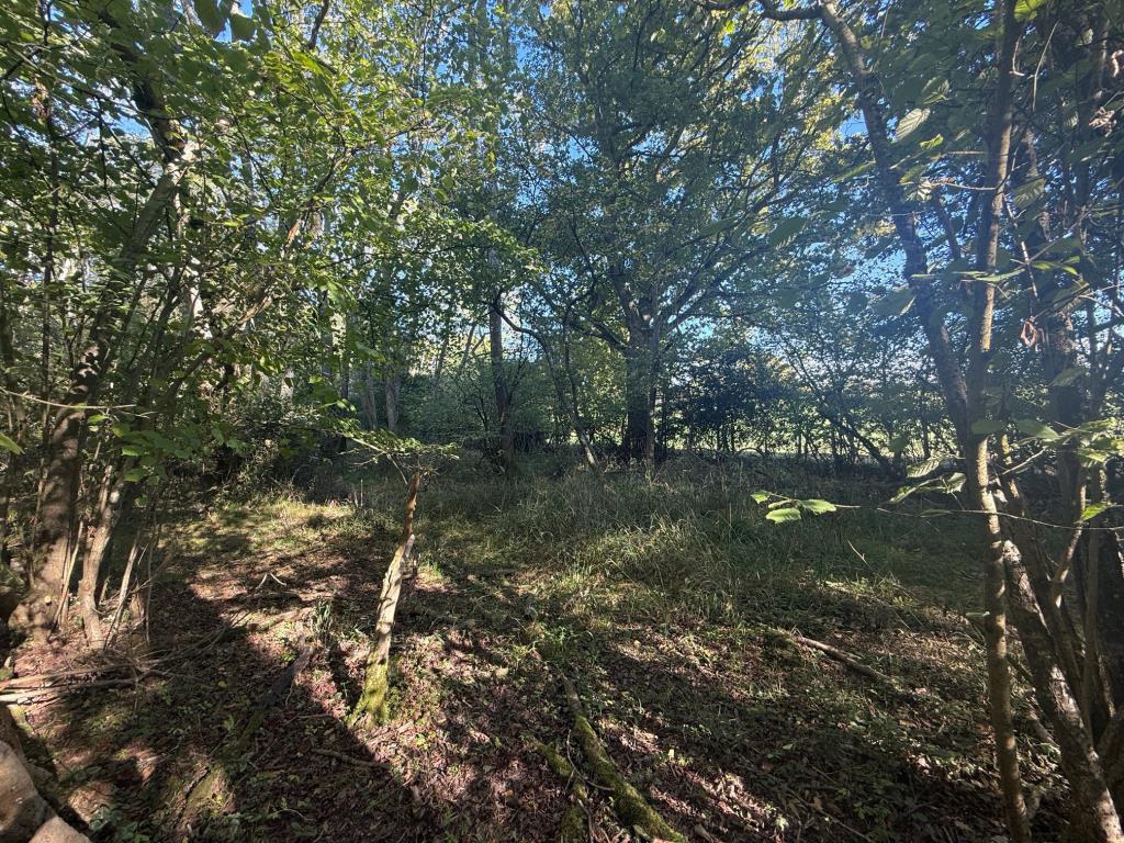 Lot: 37 - APPROXIMATELY 0.66 ACRES PARCEL OF WOODLAND - Woodland